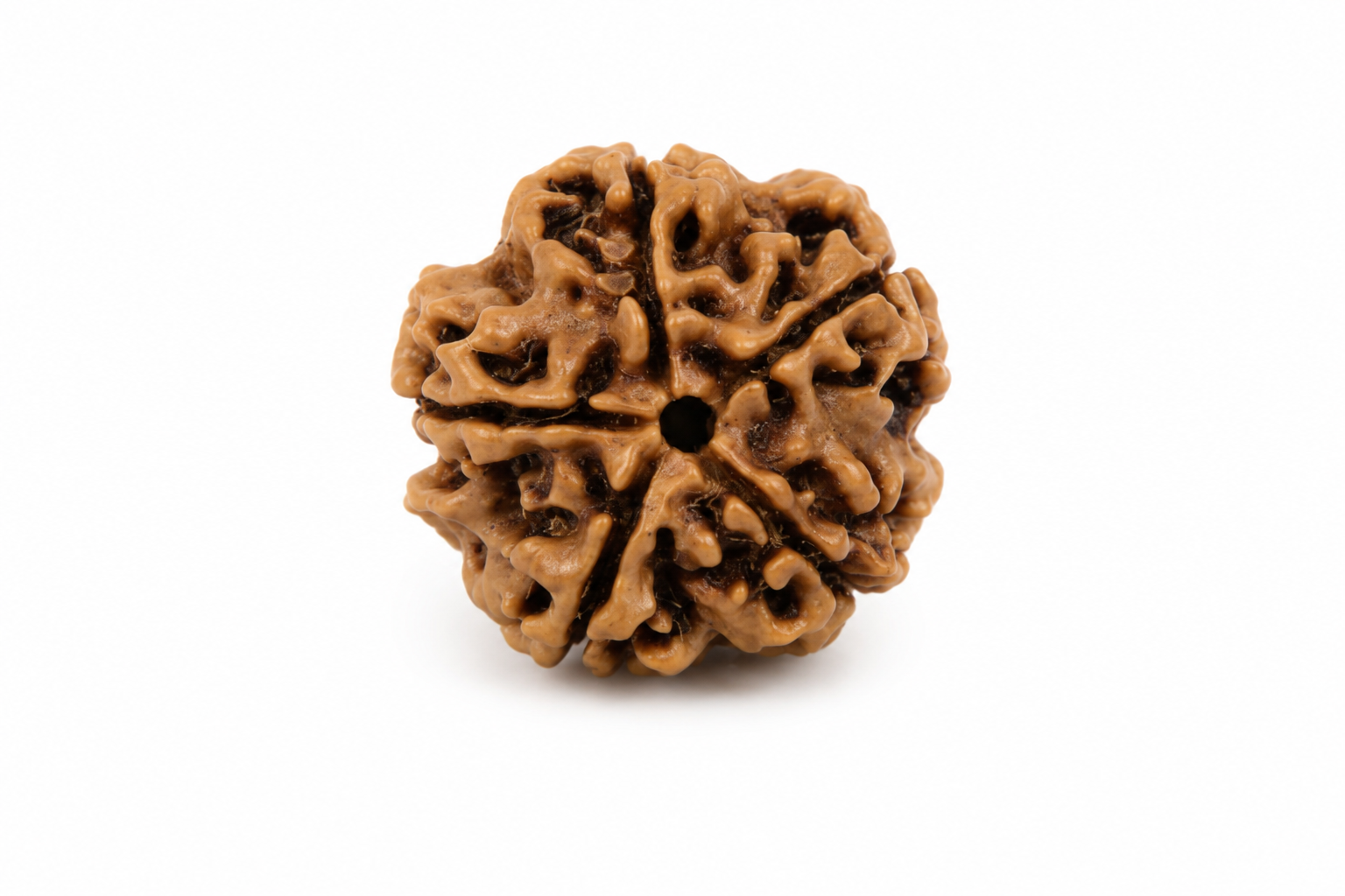 5 Mukhi Rudraksh
