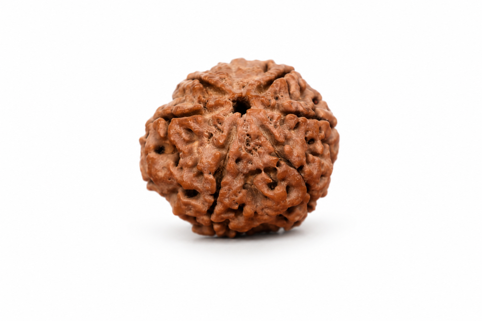 6 Mukhi Ganesh Rudraksh (Lab Certified)