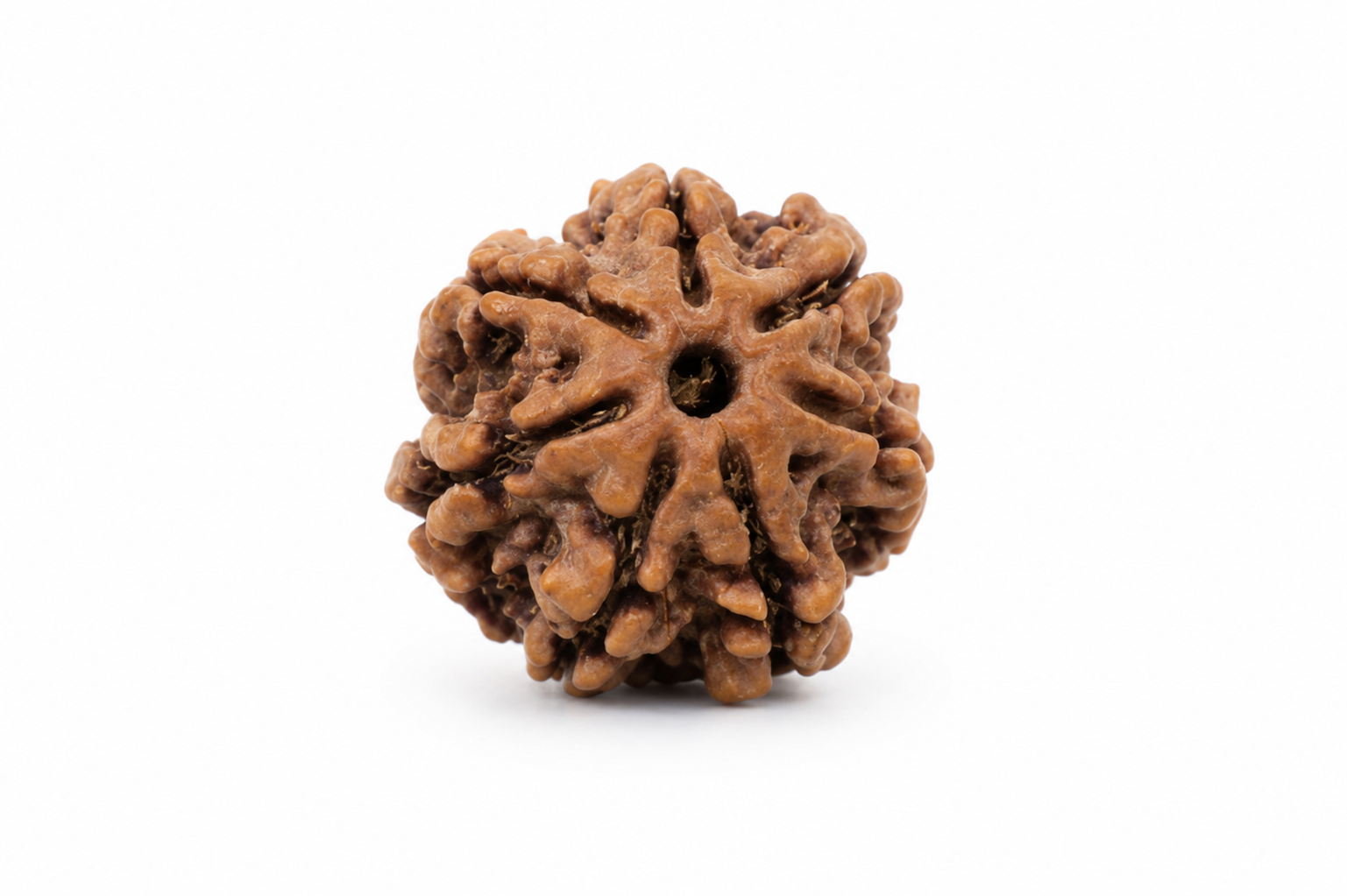 7 Mukhi Rudraksh