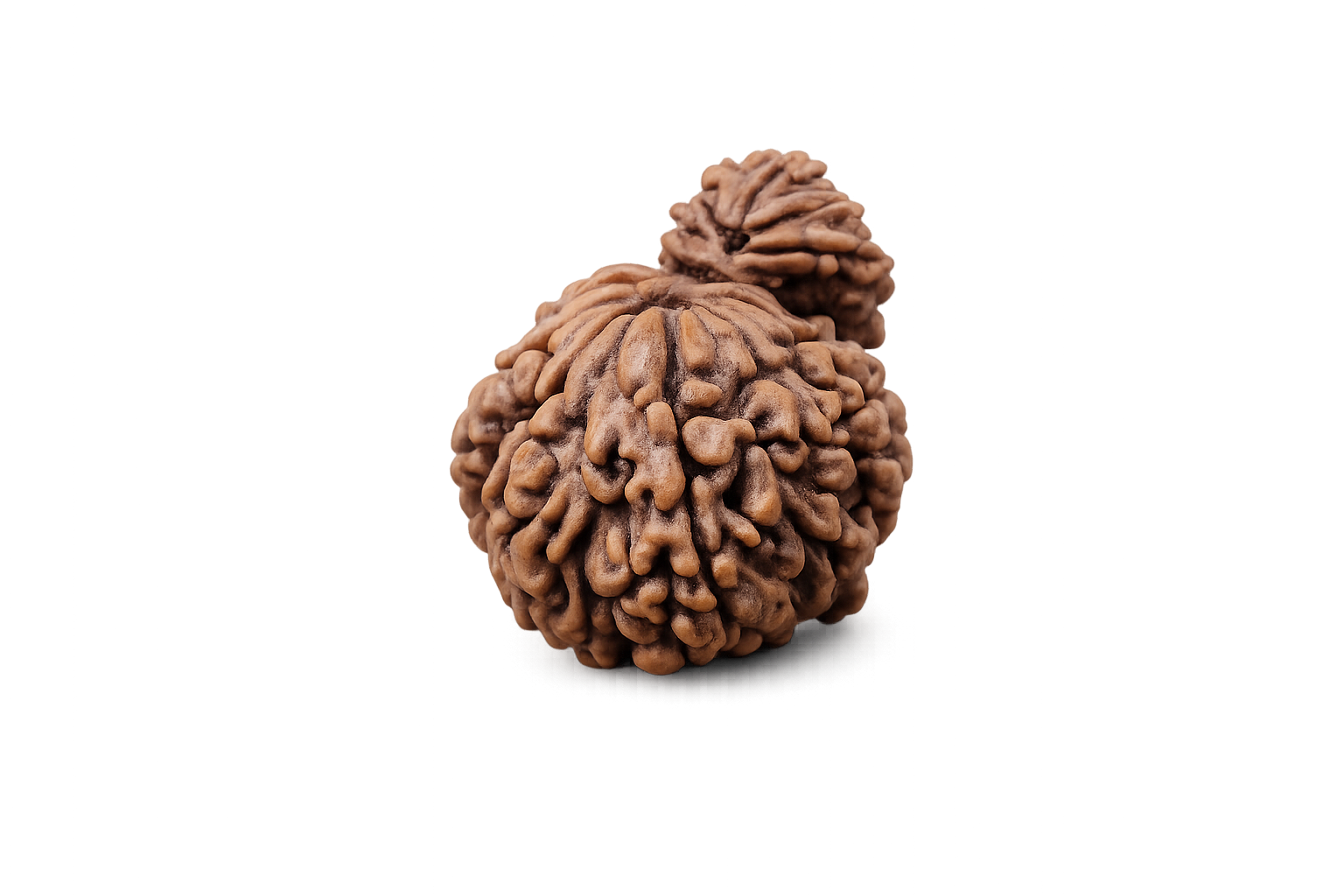 Garbh Gauri Rudraksha