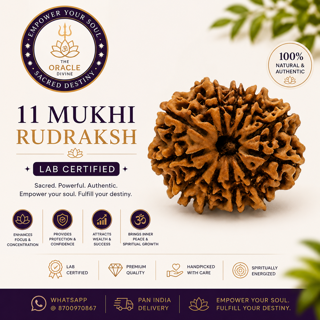 11 Mukhi Rudrakh